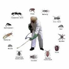 Best Pest control service in Matiyala 